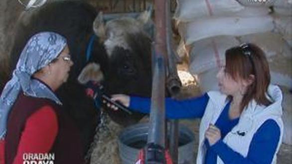 ORADAN ORAYA - 30 KASIM 2013