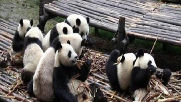 ÇORÇOVSKY - 8 ŞUBAT 2015