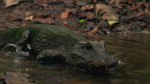 Gabon'un Mağara Timsahları (Cave Crocs of Gabon) | Belgesel