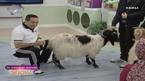 FERİDUN KUNAK CANLI YAYINDA KEÇİ SAĞDI