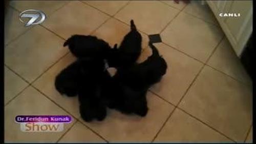 DÖNEREK SÜT İÇEN KÖPEKLER