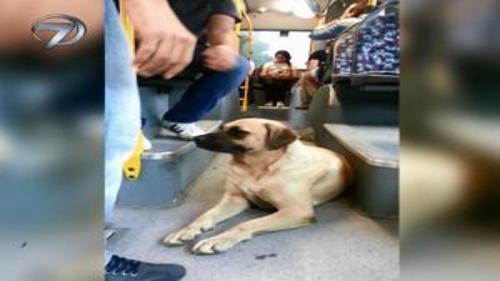 OTOBÜSTEN İNEN KÖPEK METROYA AKTARMA YAPMAK İSTEDİ