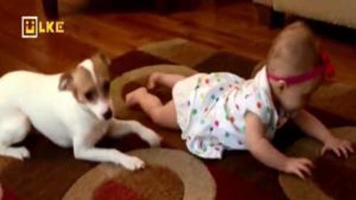 KÖPEK BEBEĞE EMEKLEMEYİ ÖĞRETİYOR