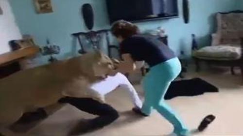 EVDE BAKILAN ASLAN MİSAFİRE SALDIRDI