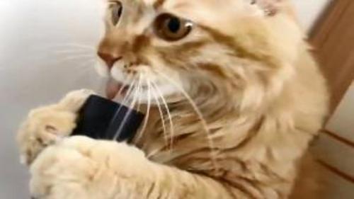 KEDİNİN ELEKTRİKLİ SÜPÜRGEYLE İMTİHANI