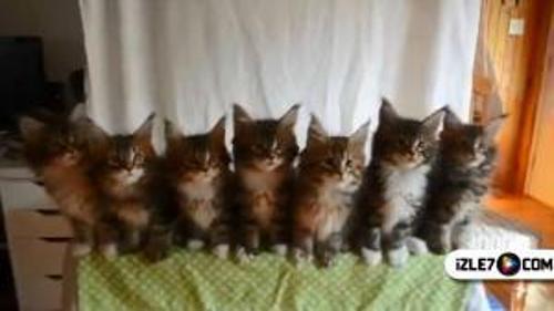 YAVRU KEDİLERİN REFLEKS TESTİ