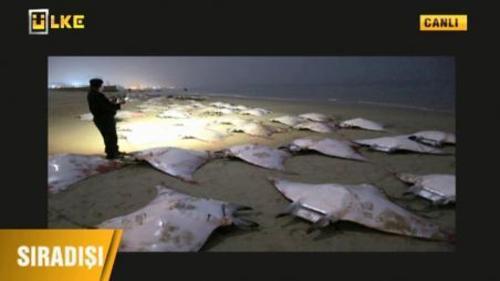 GAZZE'YE VURAN BALIKLARIN SIRRI