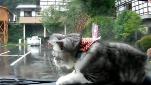 KEDİNİN SİLECEKLE İMTİHANI