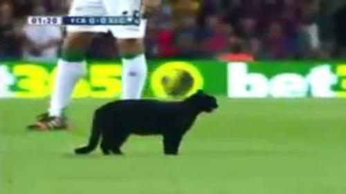 BARCELONA MAÇINDA SAHANIN YILDIZI BİR KEDİYDİ