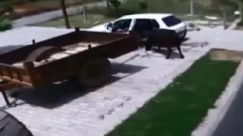 ARABAYA BİNDİRDİKLERİ İNEĞİ KAÇIRDILAR