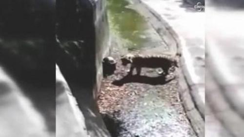 KAPLAN GENCİ BÖYLE ÖLDÜRDÜ