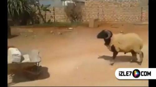 KOÇ EL ARABASINA KIL OLURSA