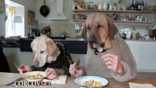 ÇORÇOVSKY - 23 KASIM 2014