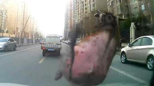 BOĞAYI ÇARPARAK DURDURDULAR