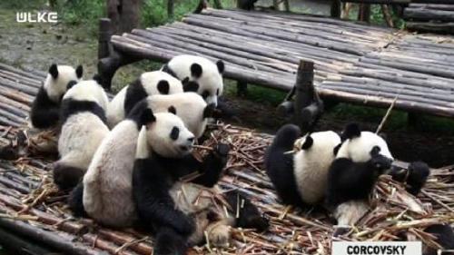 ÇORÇOVSKY - 8 ŞUBAT 2015