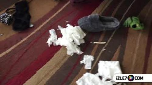 YARAMAZLIK YAPAN KÖPEKLERİN MAHÇUBİYETİ