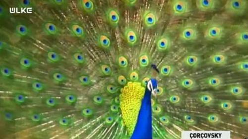 ÇORÇOVSKY - 3 MAYIS 2015