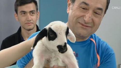 DÜNYA SÜT GÜNÜNDE STÜDYOYA KOYUN GETİRDİ 