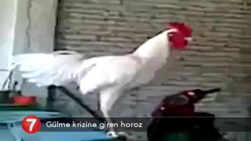 GÜLME KRİZİNE GİREN HOROZ