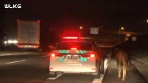 SAHİBİNDEN KURTULAN KIZGIN BOĞA TRAFİĞİ BİRBİRİNE KATTI