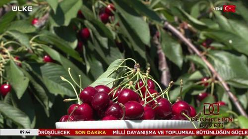 Değerlerin Daveti - Edirne - &Ccedil;eribaşı Kirazı | 8 Ağustos 2026