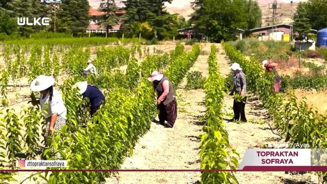 Topraktan Sofraya - Ankara | 31 Ağustos 2025